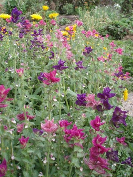 Salvia (salvie), plantare, reproducere, îngrijire