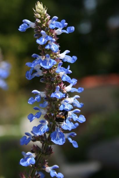 Salvia (salvie), plantare, reproducere, îngrijire