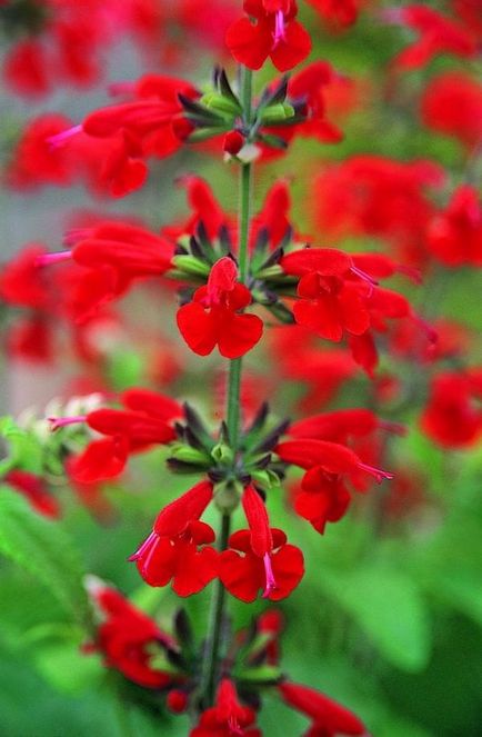 Salvia (salvie), plantare, reproducere, îngrijire