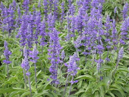 Salvia (salvie), plantare, reproducere, îngrijire