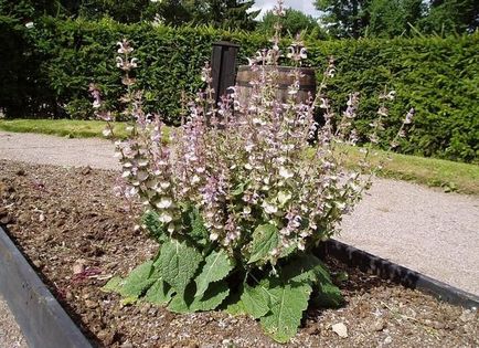 Salvia (salvie), plantare, reproducere, îngrijire