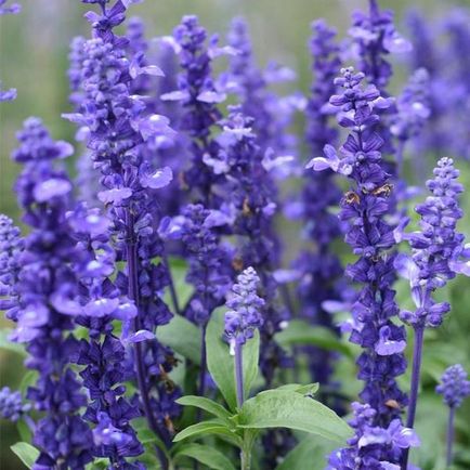 Salvia (salvie), plantare, reproducere, îngrijire