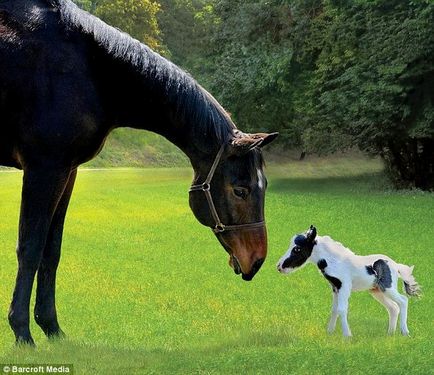 Найменший кінь історія поні, сама мініатюрна порода коней в світі