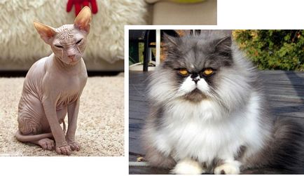 Cea mai neobișnuită rasă de pisici