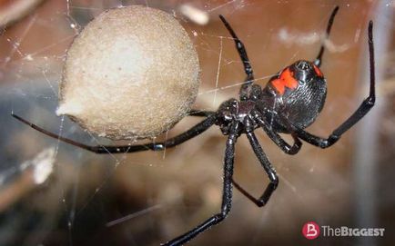 Cele mai periculoase insecte din lume (fotografie mare) 1