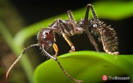 A legveszélyesebb rovarok a világon (egy nagy fotó-értékelés) 1
