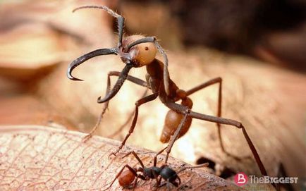 Найнебезпечніші комахи в світі (великий фото-рейтинг) 1