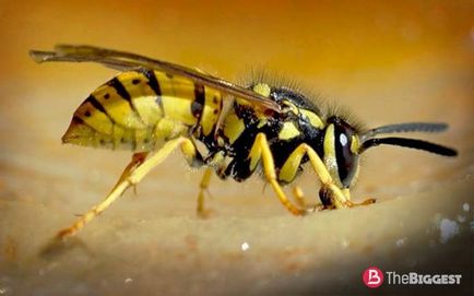 Cele mai periculoase insecte din lume (fotografie mare) 1