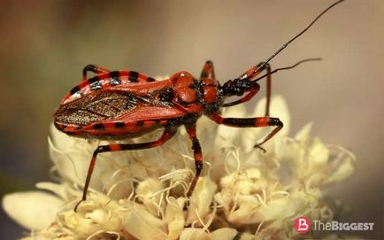Cele mai periculoase insecte din lume (fotografie mare) 1