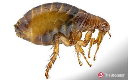 Найнебезпечніші комахи в світі (великий фото-рейтинг) 1