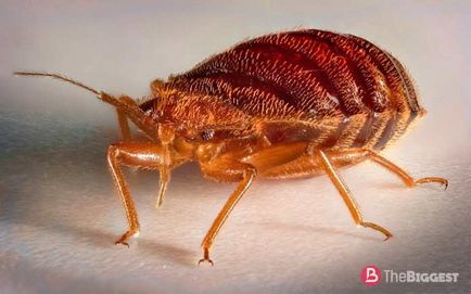 Cele mai periculoase insecte din lume (fotografie mare) 1