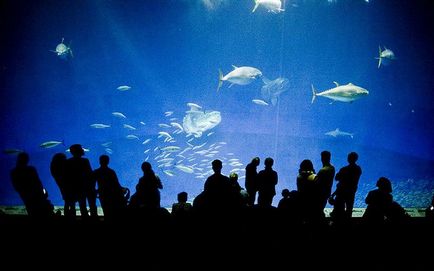 Cele mai impresionante oceanarium și aqua-galerii din lume 1