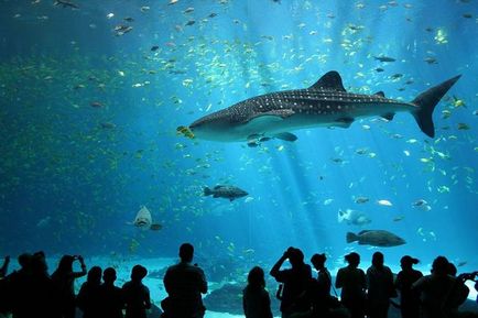 Cele mai impresionante oceanarium și aqua-galerii din lume 1