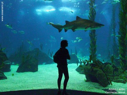 Cele mai impresionante oceanarium și aqua-galerii din lume 1