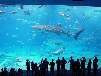 Cele mai impresionante oceanarium și aqua-galerii din lume 1