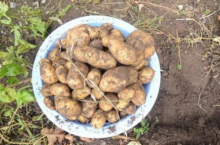 Садимо картоплю по-новому - секрети досвідченого садівника