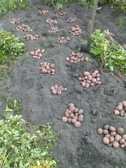 Ültetés burgonya egy új módon - a titkait tapasztalt kertész (körülmények ásni) Ültetés burgonya egy új módon - a titkait tapasztalt kertész