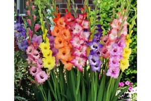 Secretele de plantare corectă a gladiolilor în casă, caracteristicile culturii și asistenței medicale 1
