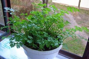 Secretele de pătrunjel în creștere de la semințe pe fereastră în timpul iernii