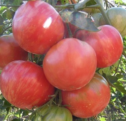Насіння томатів від Лідії Ганзен