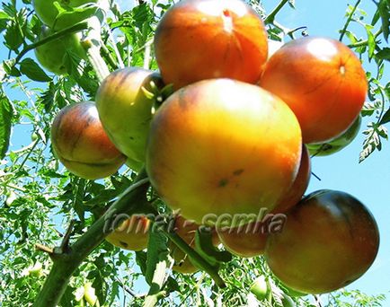 Насіння томатів від Лідії Ганзен