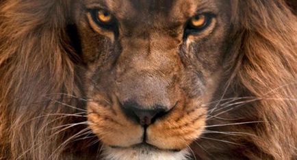 Сім причин захоплюватися левами
