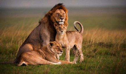 Șapte motive pentru a admira leii