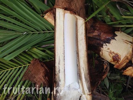 Heart of tenyér - törzs egy kókuszdió fa