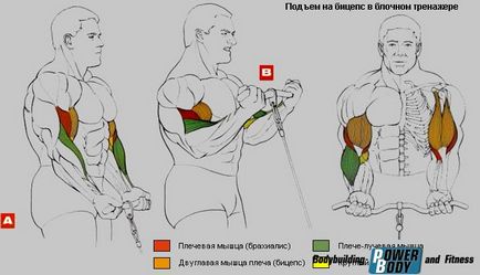 Îndoirea mâinilor pe blocul inferior - îndoirea bicepsului