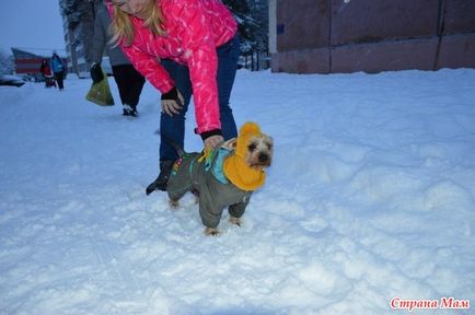 Hat cu o cămașă pentru un câine (Yorkshire terrier) - mama țării