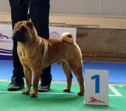 Sharpei - fotografii de la cele mai mari expoziții din lume