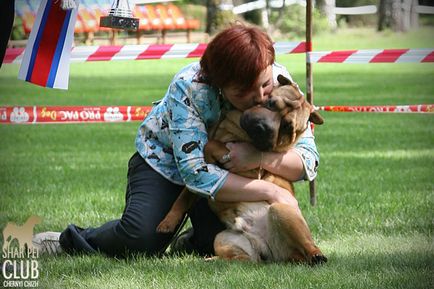 Sharpei - fotografii de la cele mai mari expoziții din lume