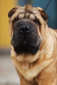 Sharpei mușcă, atacuri de teamă