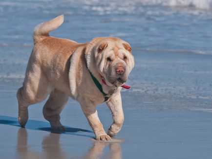 Sharpei descrie rasa cu fotografii și tehnici de antrenament