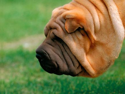 Sharpei descrie rasa cu fotografii și tehnici de antrenament