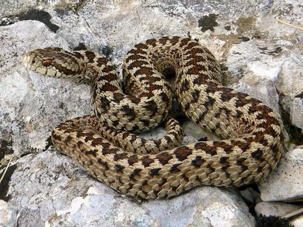 Sakk Snake leírás, képek (fotó) Sakk Snake leírás, fotók
