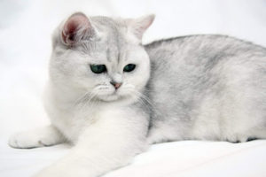 Шиншилові кішка опис, характер, догляд, фото