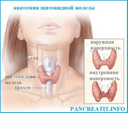 Щитовидна залоза - залоза енергії