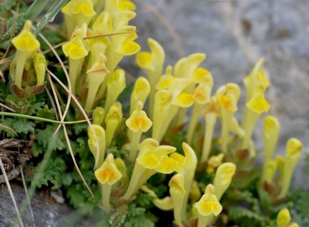 Skullcap Baikal proprietatile medicinale de iarba, flori, radacina, contraindicatii pentru utilizare