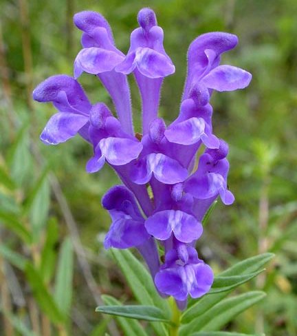 Skullcap Baikal proprietatile medicinale de iarba, flori, radacina, contraindicatii pentru utilizare