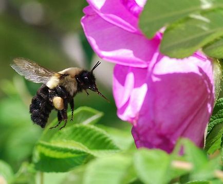 Bumblebees, sau albine pământ (bombus)