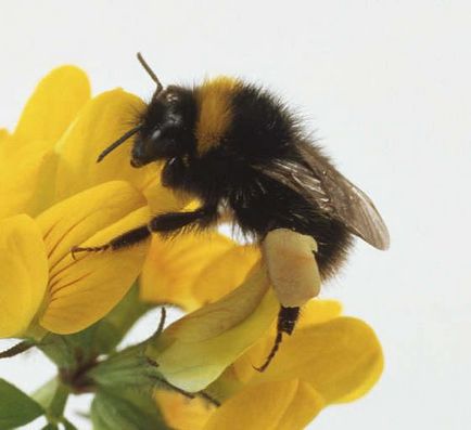 Bumblebees, sau albine pământ (bombus)