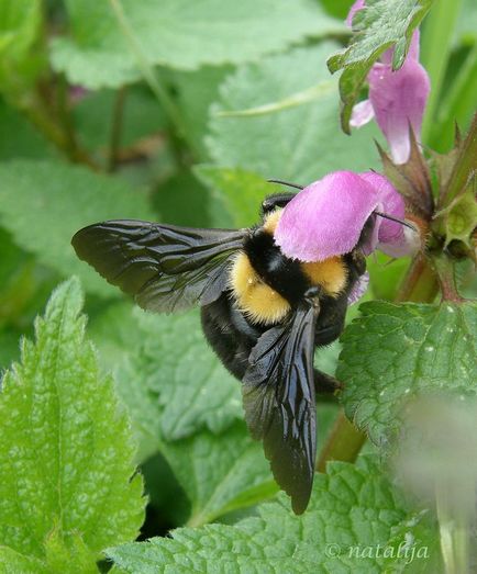 Bumblebees, sau albine pământ (bombus)