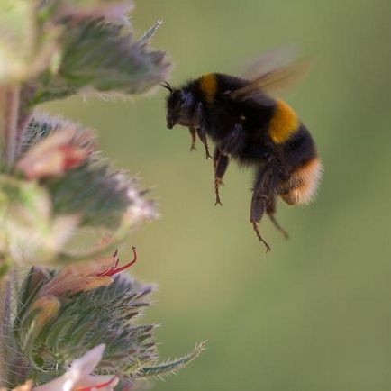 Bumblebees, sau albine pământ (bombus)