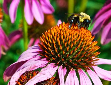 Bumblebees, sau albine pământ (bombus)