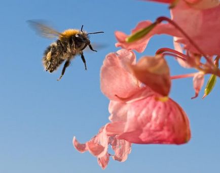 Bumblebees, sau albine pământ (bombus)