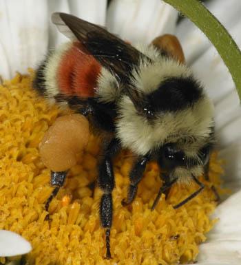 Bumblebees, sau albine pământ (bombus)