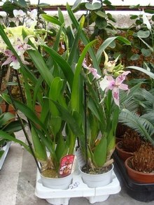 Simpodia și orhideele monopodiale