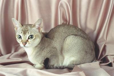 Сінгапурська кішка вусатий мінімалізм