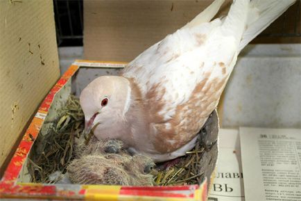 Скільки голуби висиджують яйця і як відбувається яйцекладка